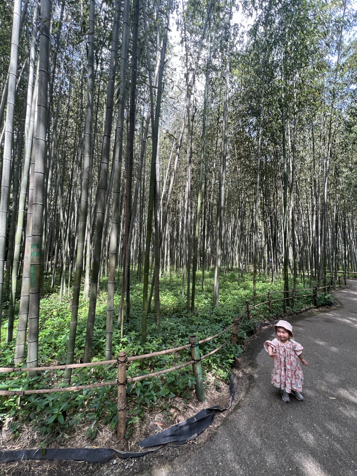 The bamboo grove in Arashiyama